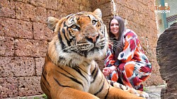 TIGER KINGDOM PHUKET สวนเสือ ไทเกอร์คิงดอม